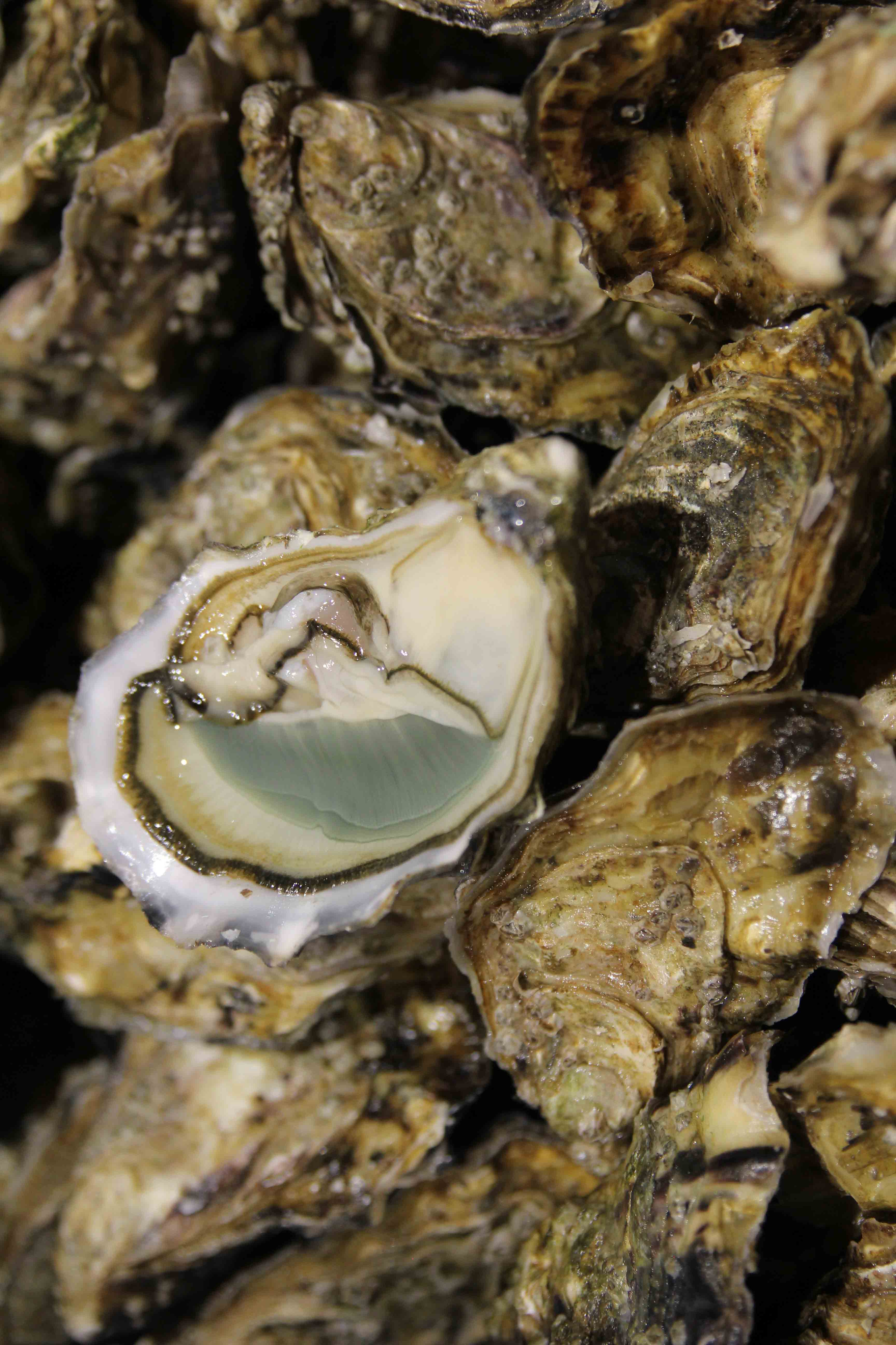 Recette de cuisine tartare d'huîtres en coquille avec sauce échalote Les Sauces Morin - recette entrée, huitres, recette raffinée - sauce échalote